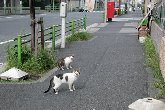 街のねこたち