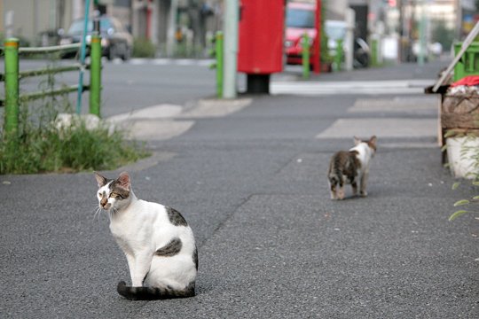 街のねこたち