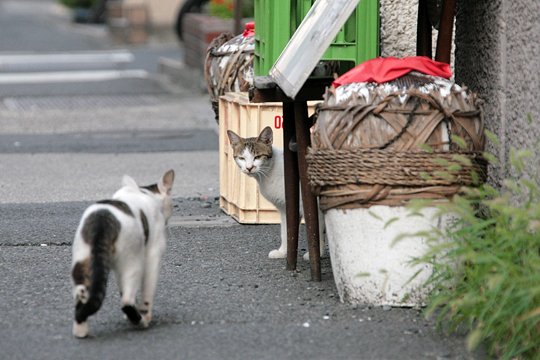 街のねこたち