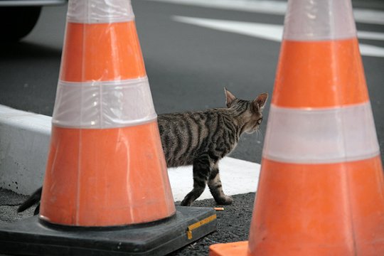 街のねこたち