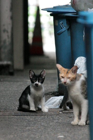 街のねこたち