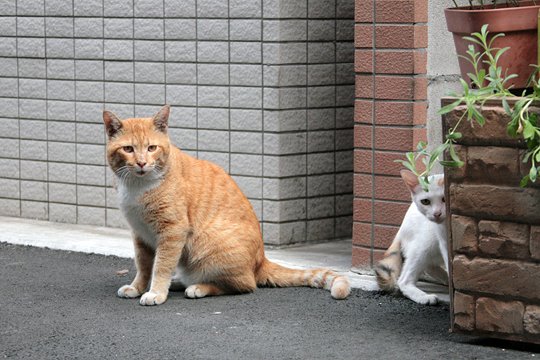 街のねこたち