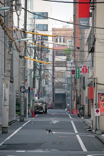 街のねこたち