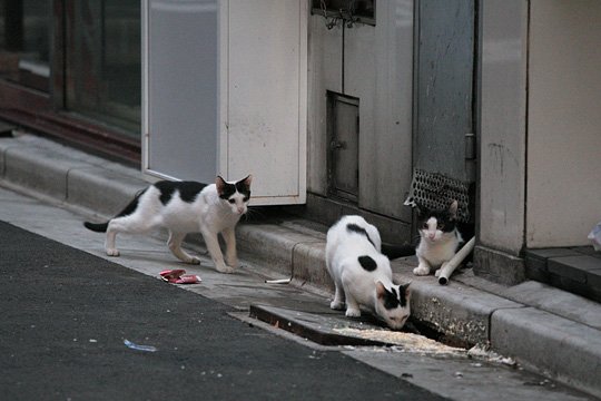 街のねこたち