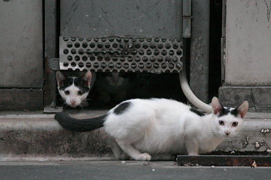 街のねこたち