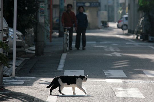 街のねこたち