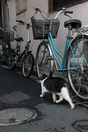 街のねこたち