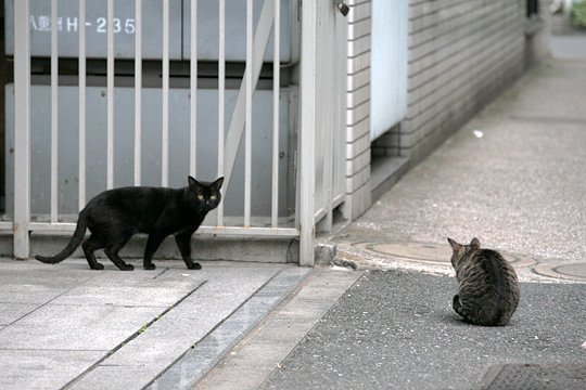 街のねこたち