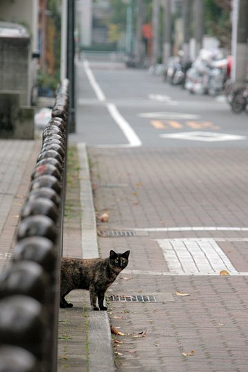 街のねこたち