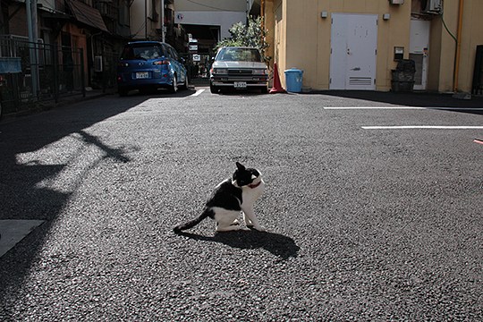 街のねこたち