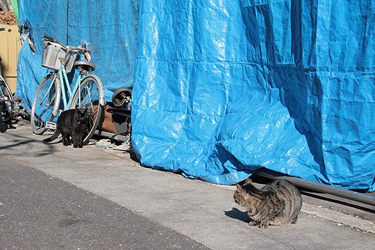 街のねこたち