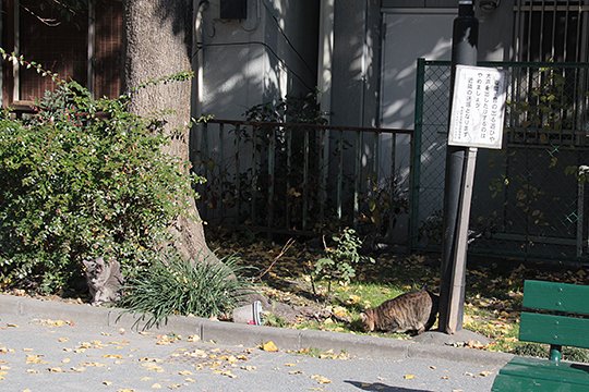 街のねこたち