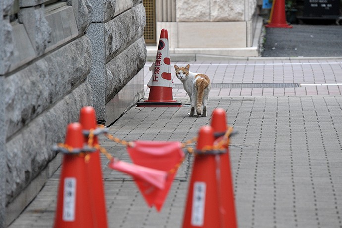 街のねこたち