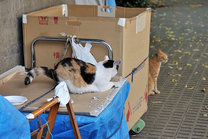 街のねこたち