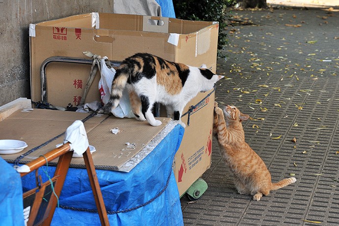 街のねこたち