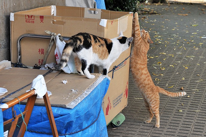 街のねこたち