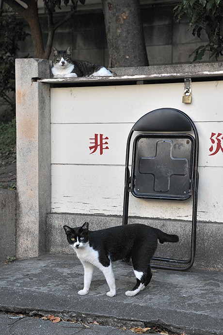 街のねこたち