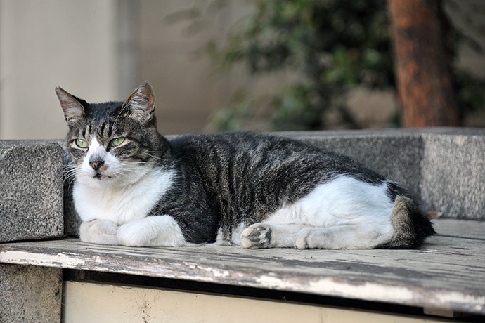 街のねこたち