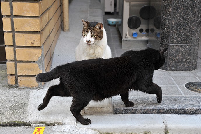 街のねこたち