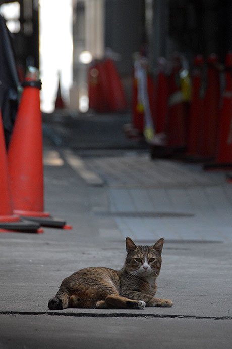 街のねこたち