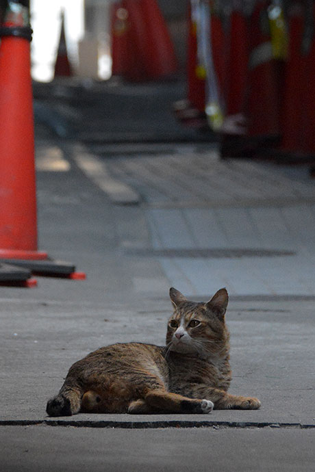 街のねこたち