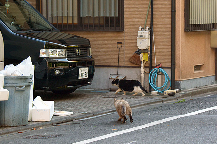 街のねこたち