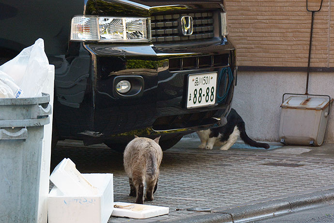 街のねこたち