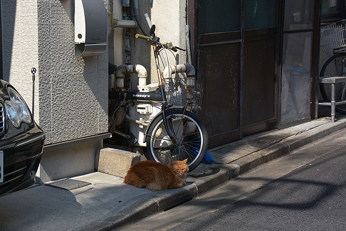 街のねこたち