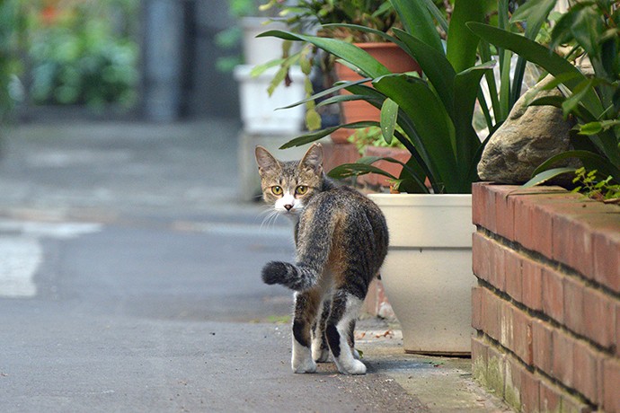 街のねこたち