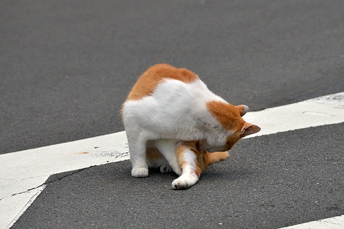 街のねこたち