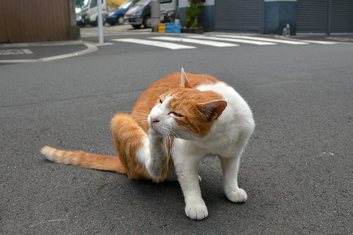 街のねこたち