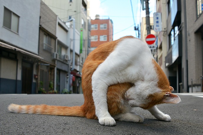 街のねこたち