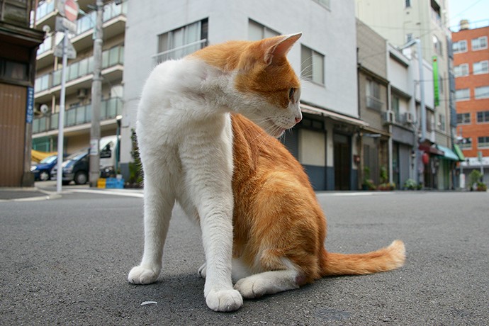 街のねこたち