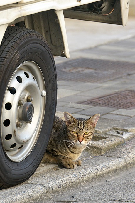 街のねこたち