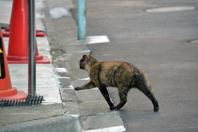 街のねこたち