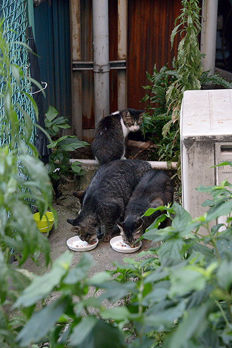 街のねこたち