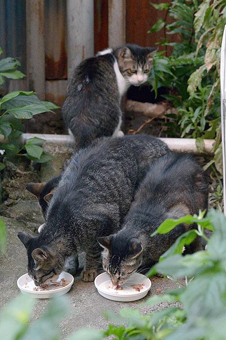 街のねこたち