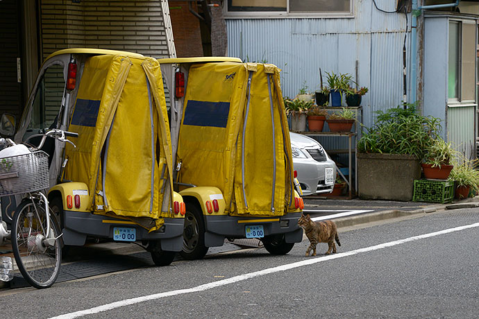 街のねこたち