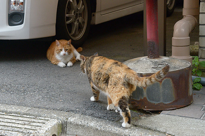 街のねこたち