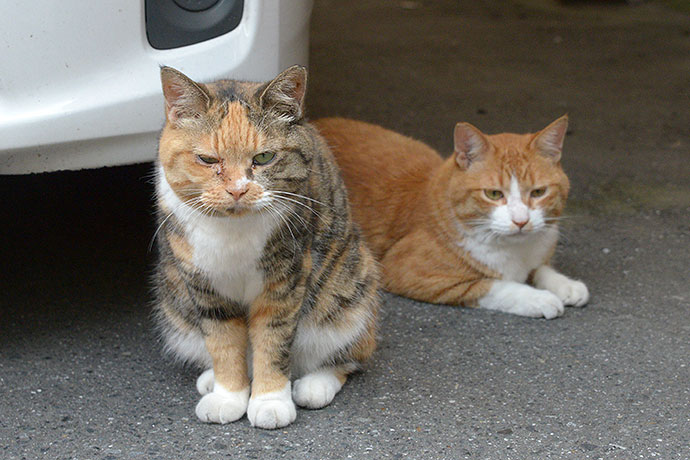 街のねこたち