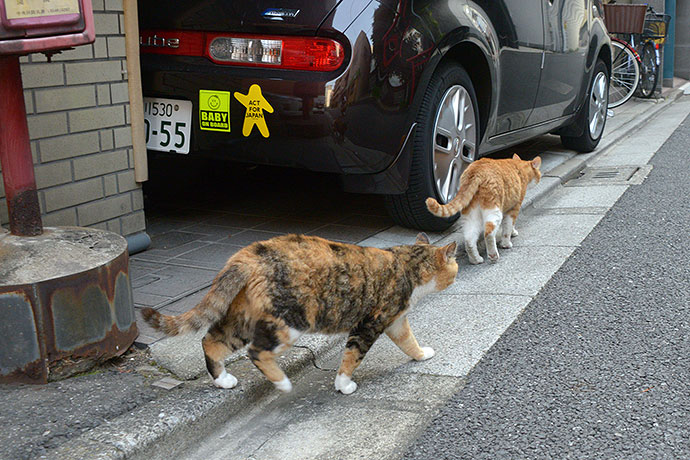 街のねこたち