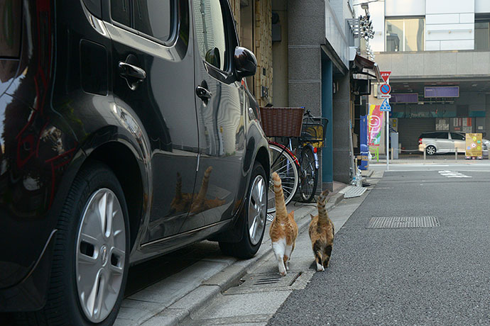 街のねこたち