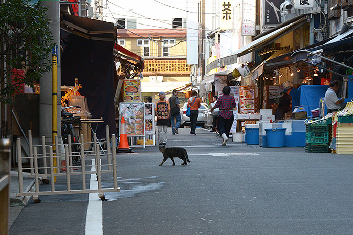 街のねこたち