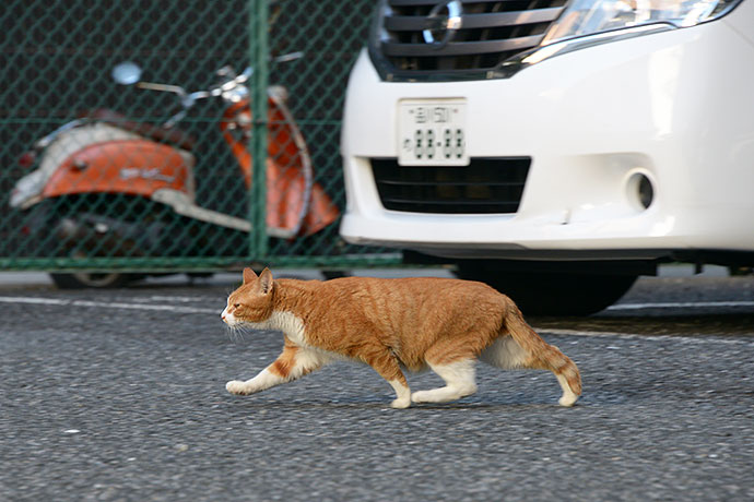 街のねこたち
