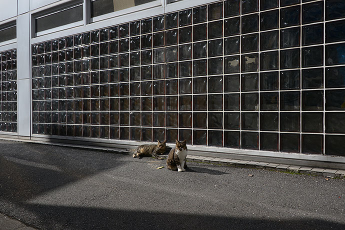街のねこたち