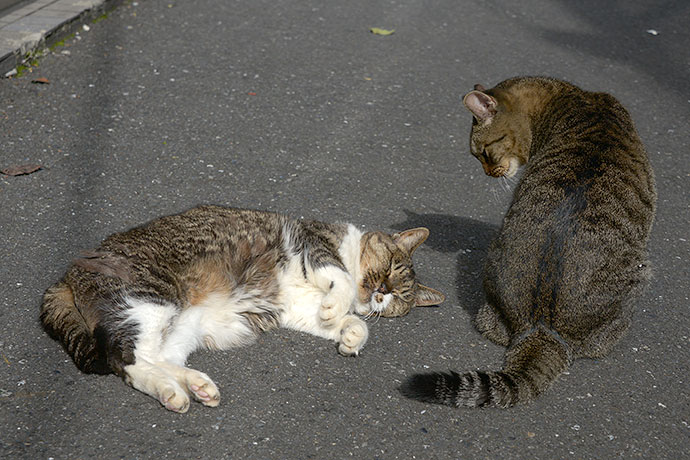 街のねこたち