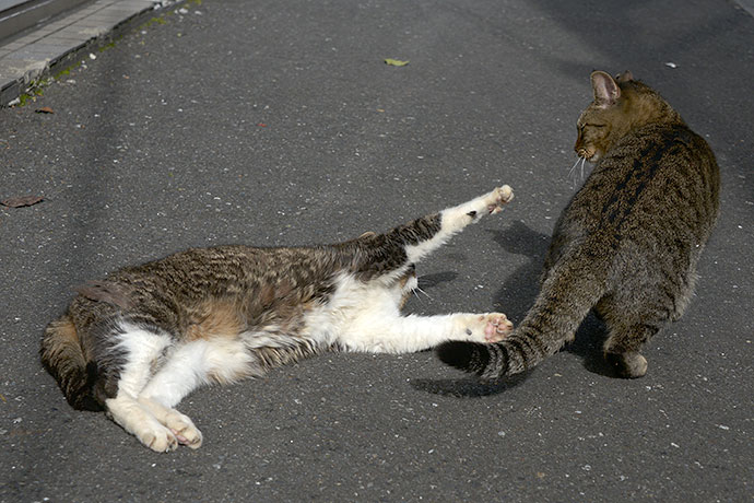 街のねこたち