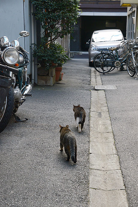 街のねこたち