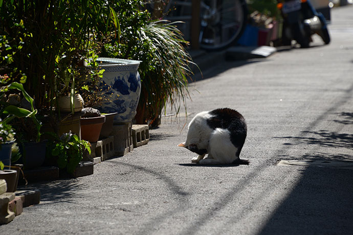 街のねこたち