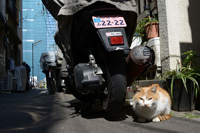 街のねこたち